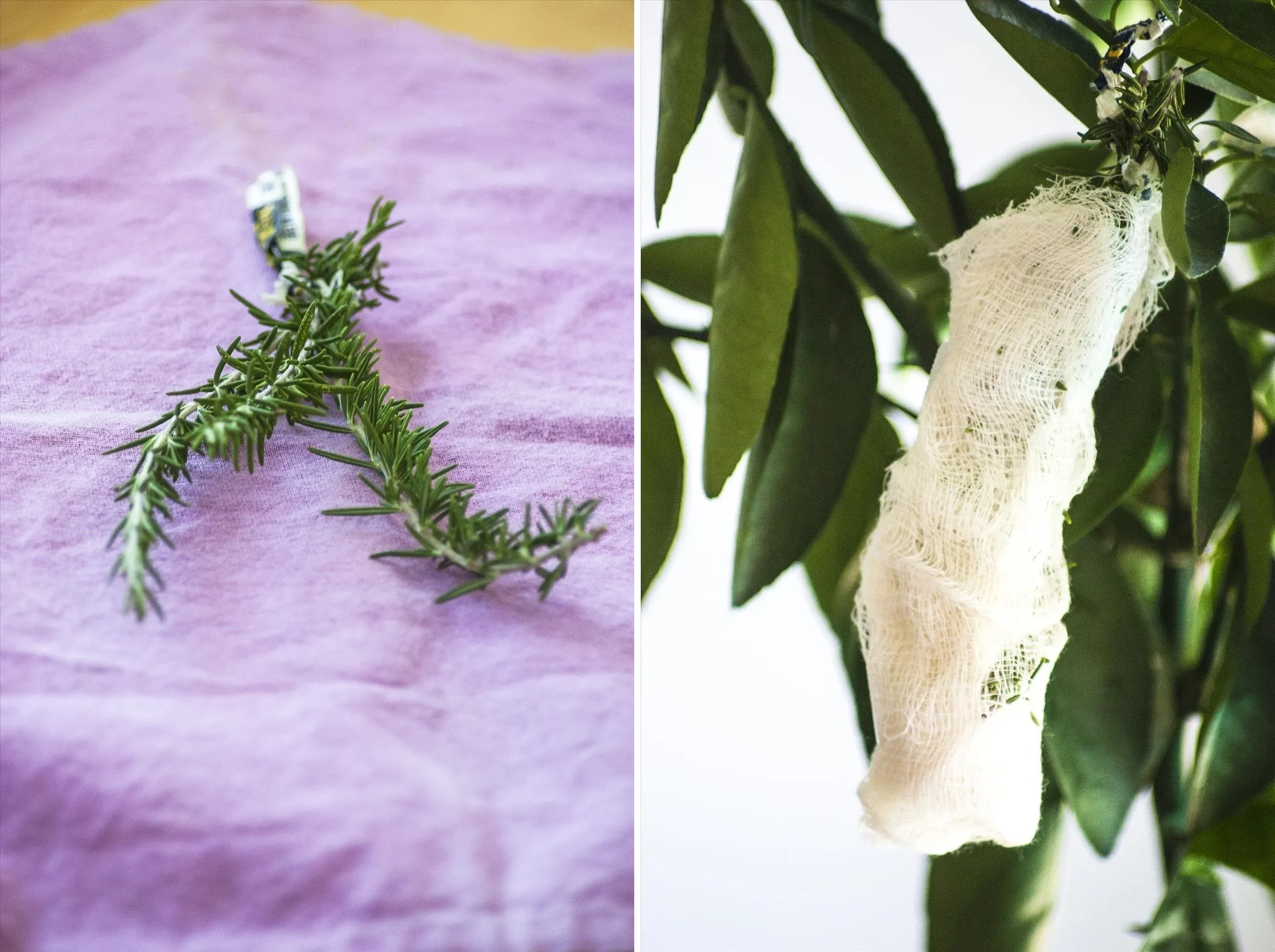 null Side-by-side pictures; One of a fresh rosemary sprig on a purple cloth. The other showing the sprig wrapped in cheesecloth dangling like a cocoon hanging from a plant leaf.