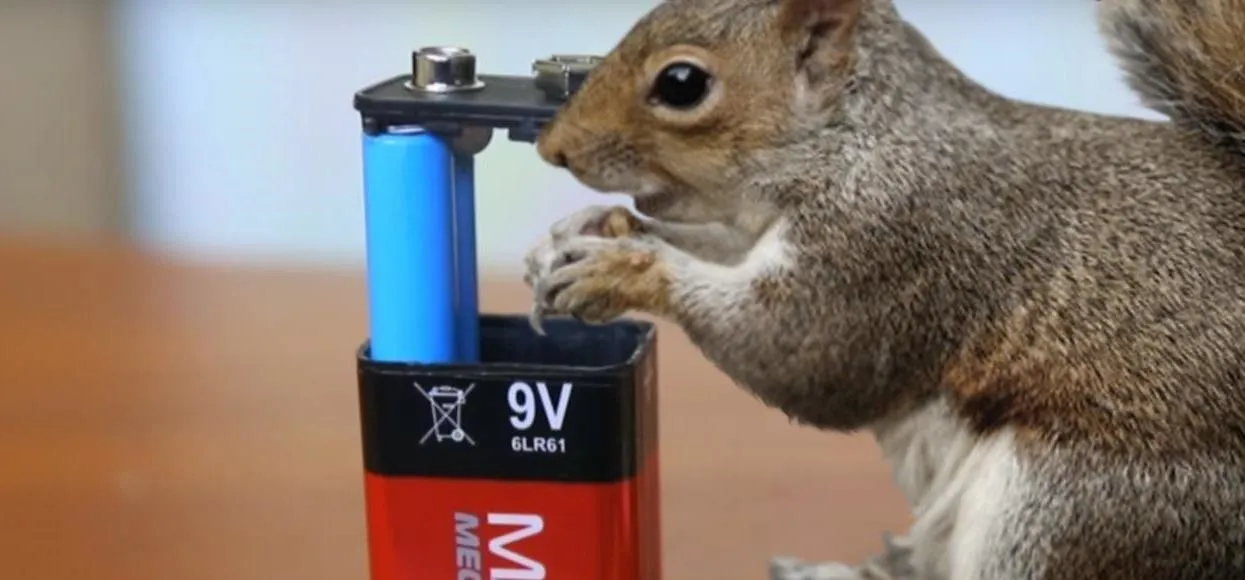 Squirrel interacting with a 9V battery.