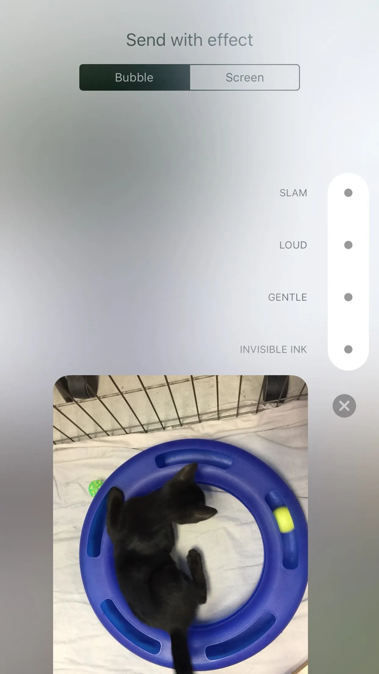 Cat playing in a blue circular toy.