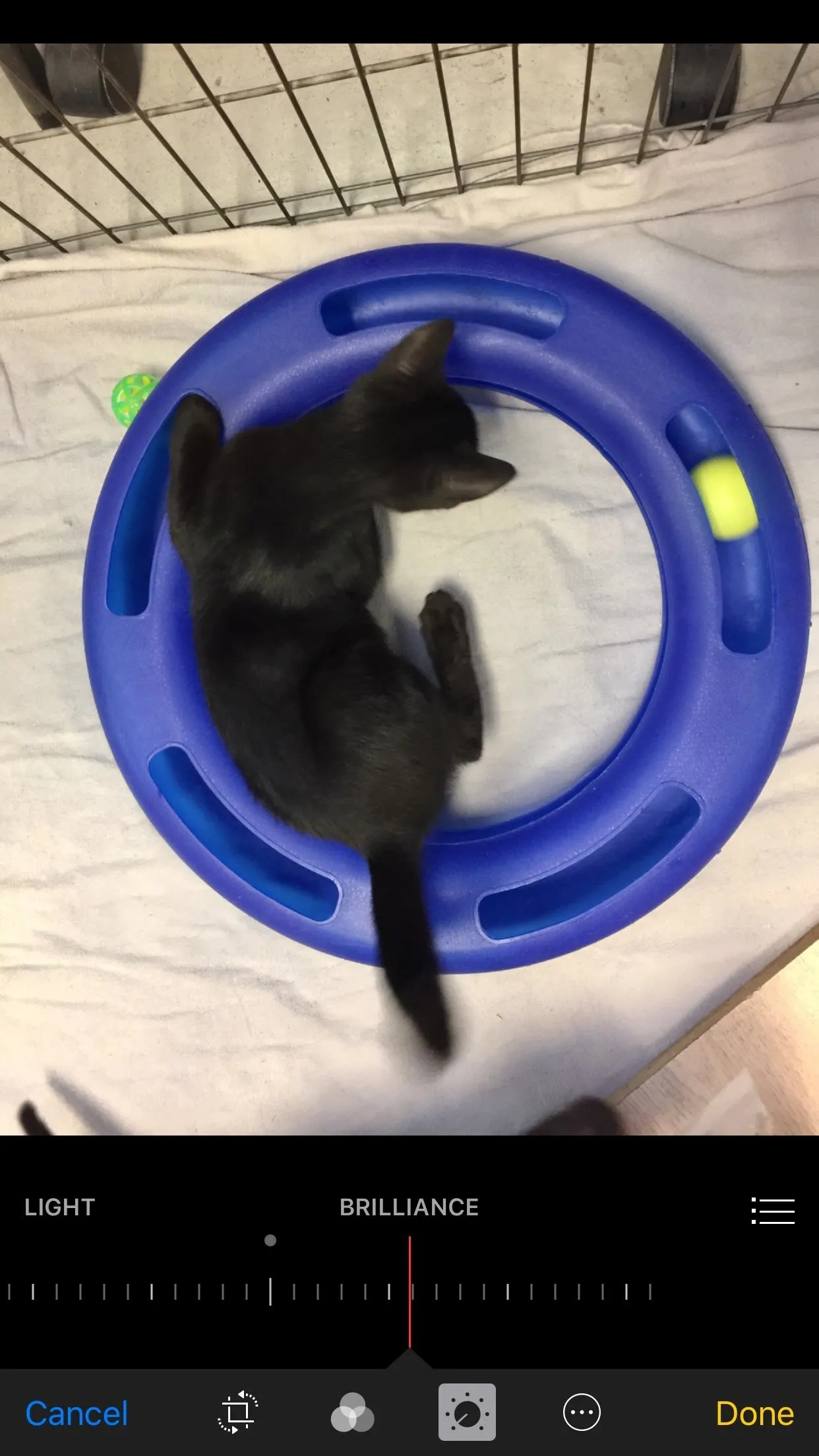 A black kitten playing with a circular toy.