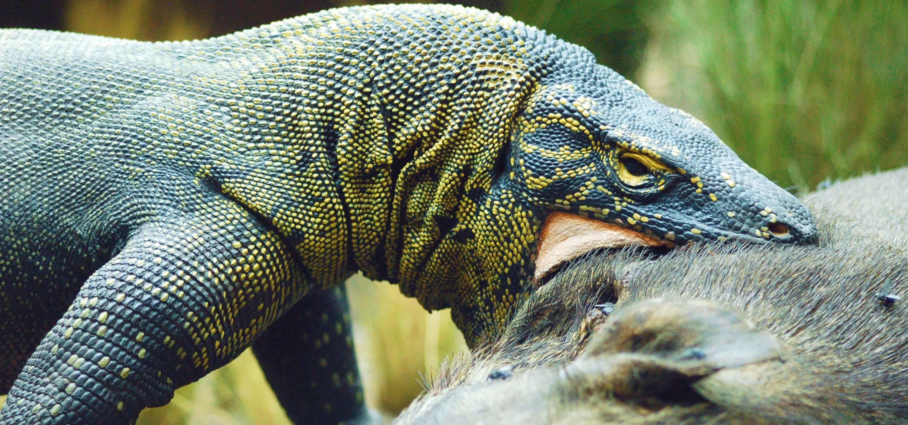 Komodo dragon feeding on prey.