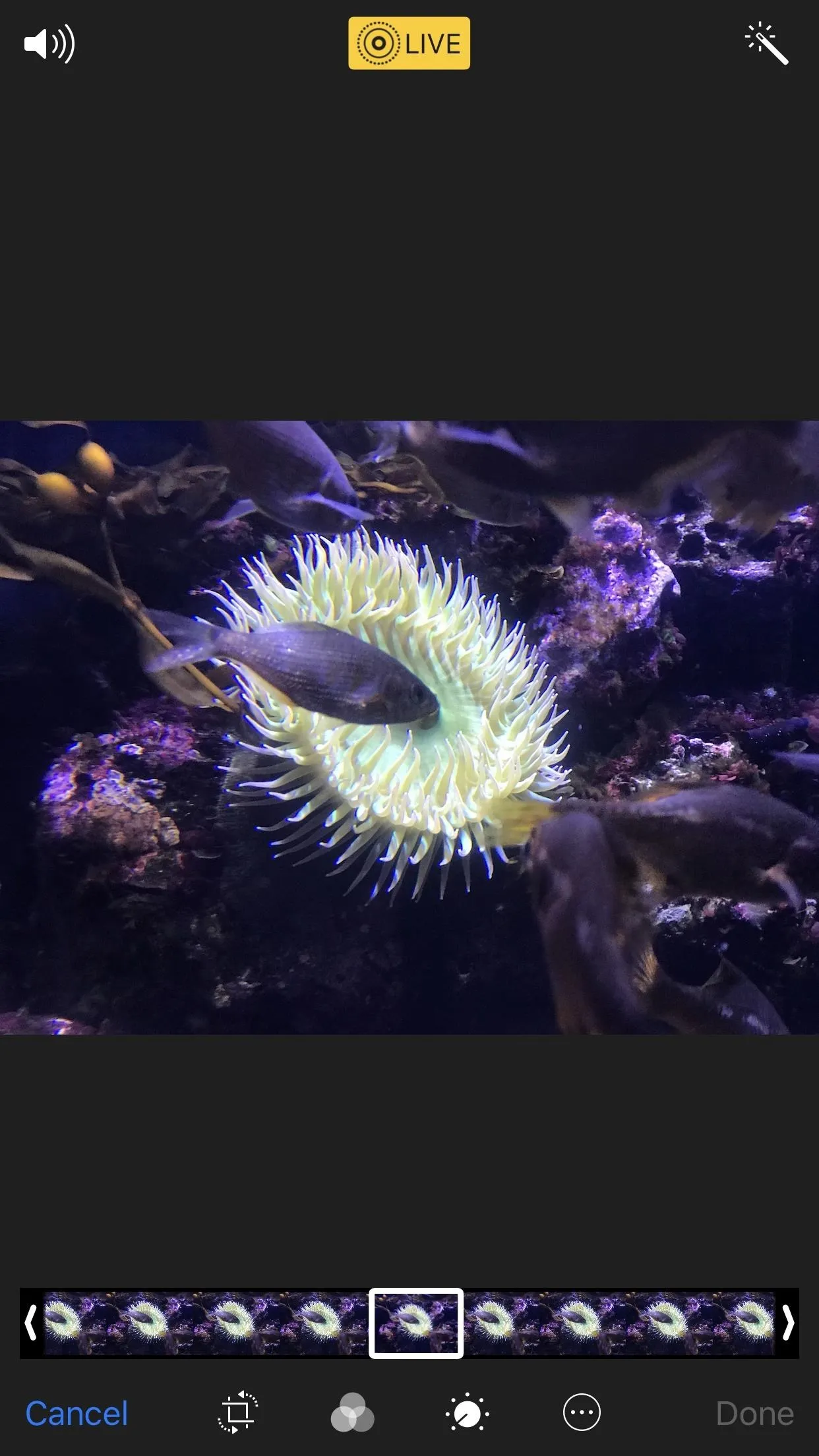 Sea anemone in a marine aquarium setting.