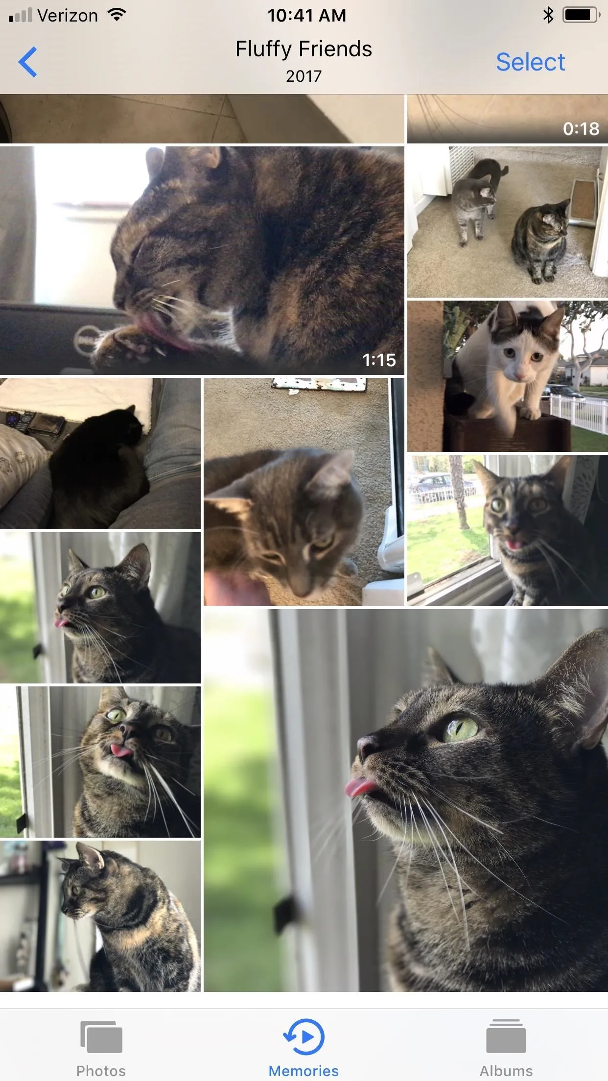 A collage of various cats in different poses and settings.