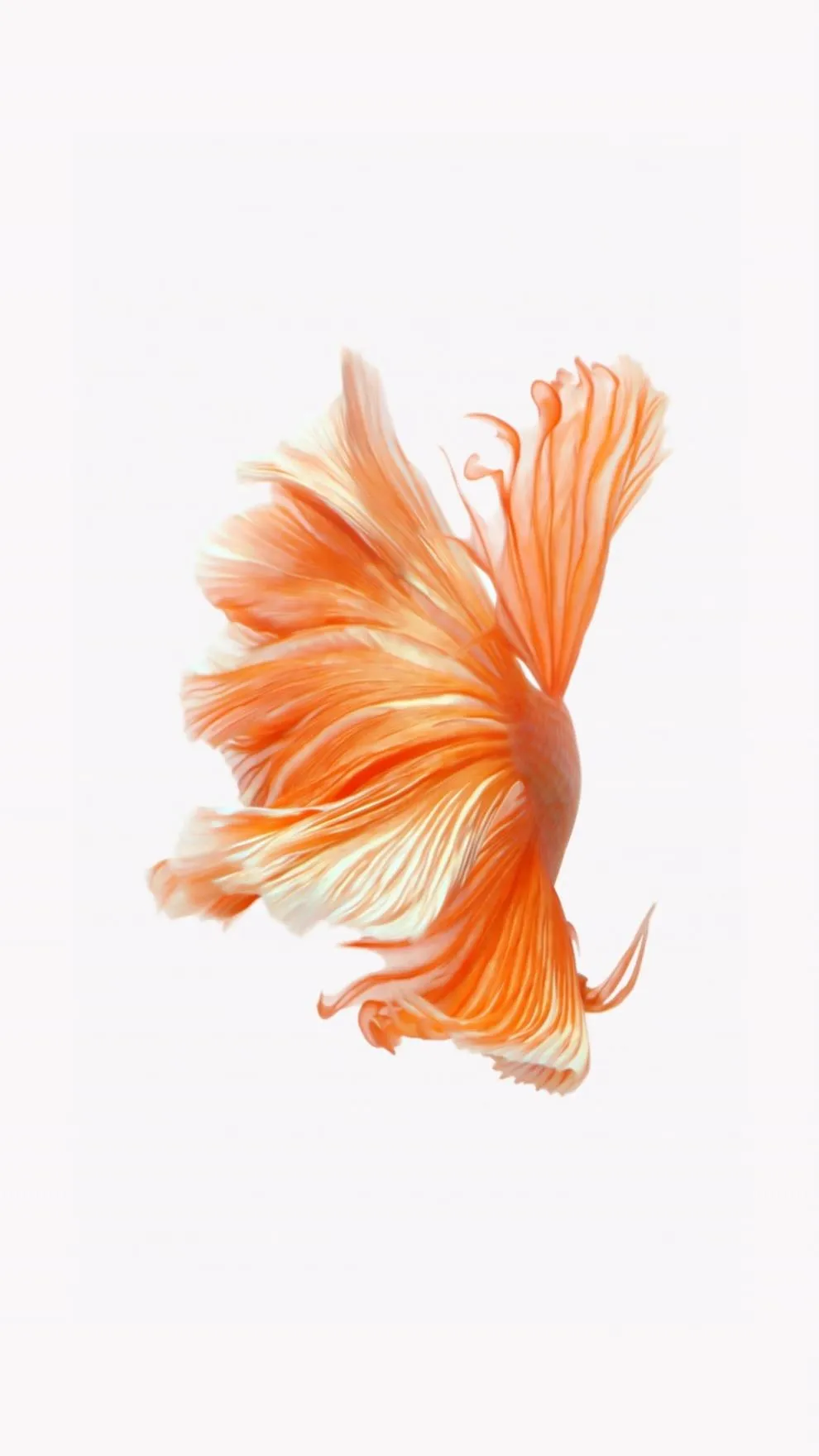 Orange betta fish flowing gracefully against a white background.