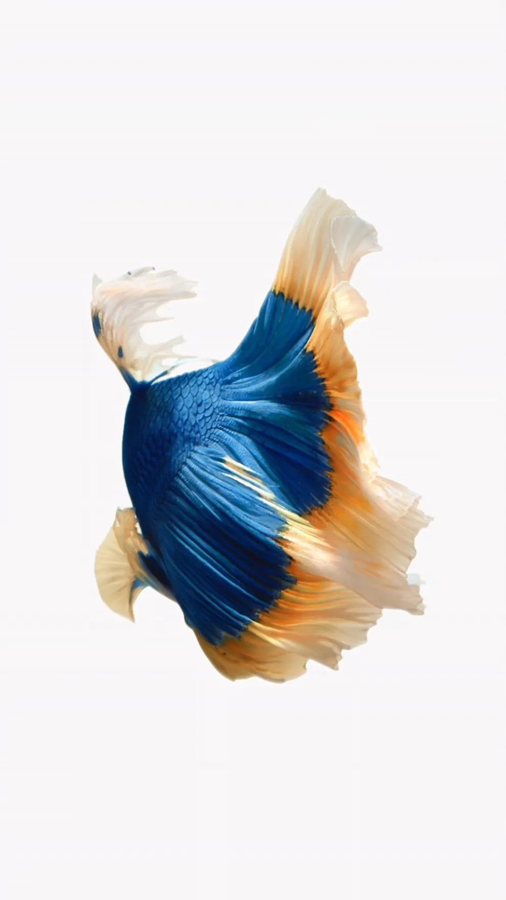 Betta fish with vibrant blue and orange coloration swimming gracefully.