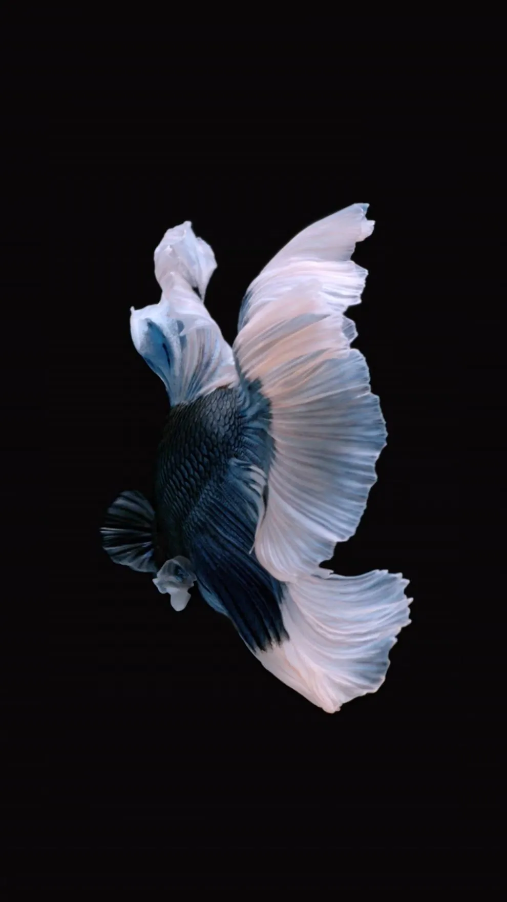 A flowing betta fish against a dark background.