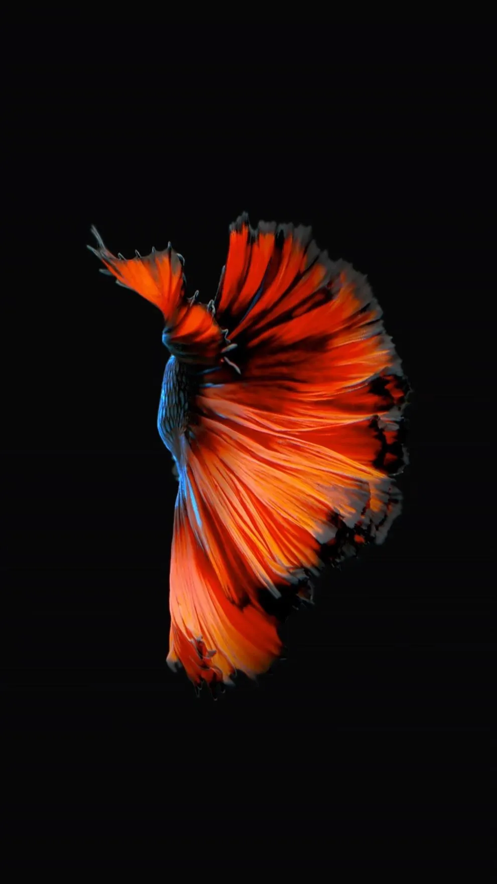 Colorful betta fish gracefully swimming against a dark background.