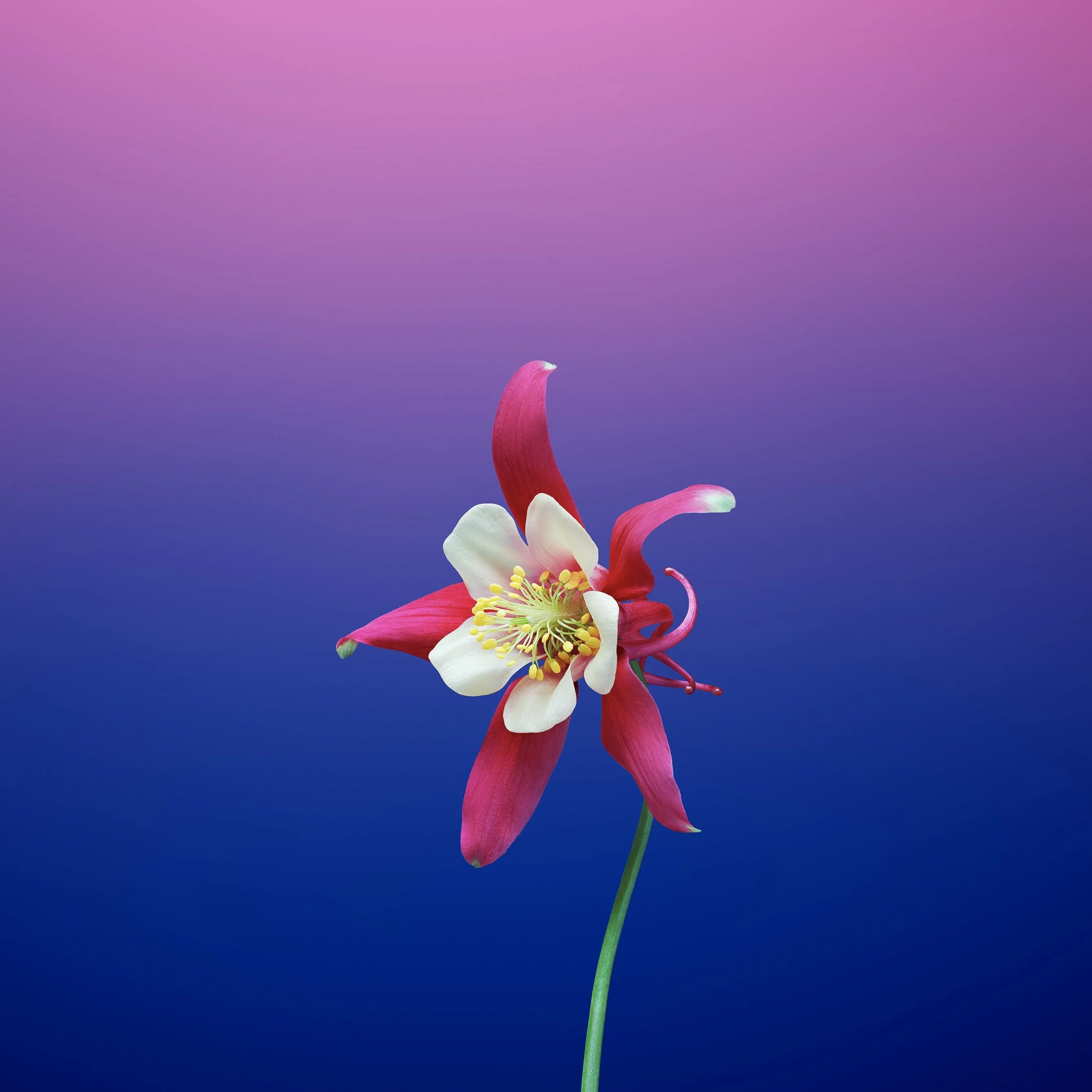 Red and white columbine flower against a gradient background.