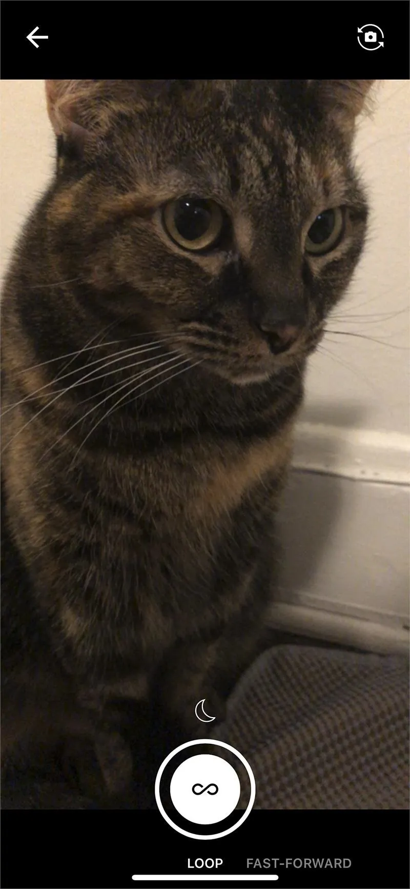 A close-up of a cat sitting against a wall.