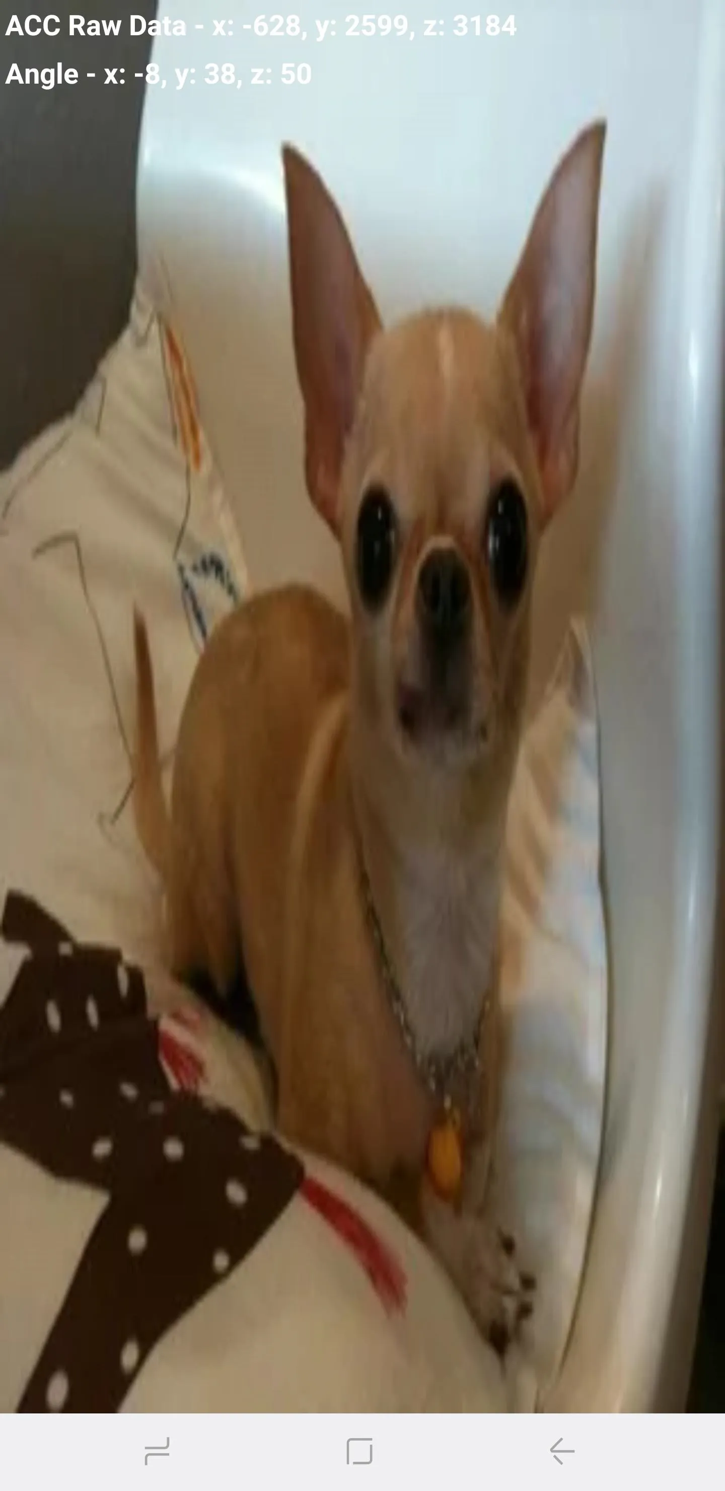 Chihuahua puppy sitting on a bed.