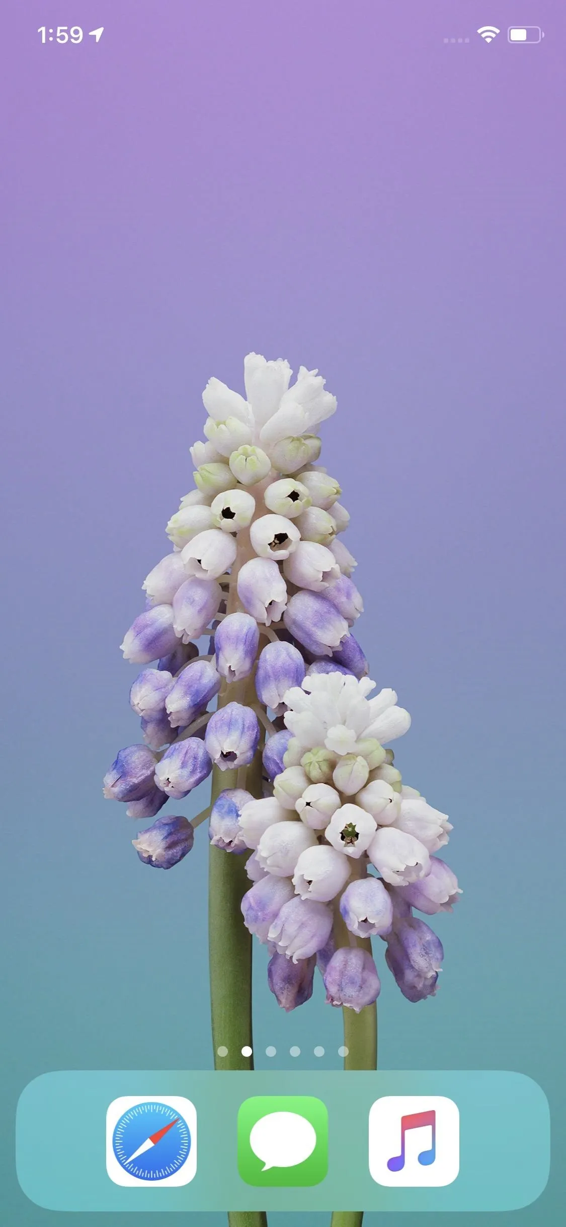 Muscari flowers against a pastel purple background.