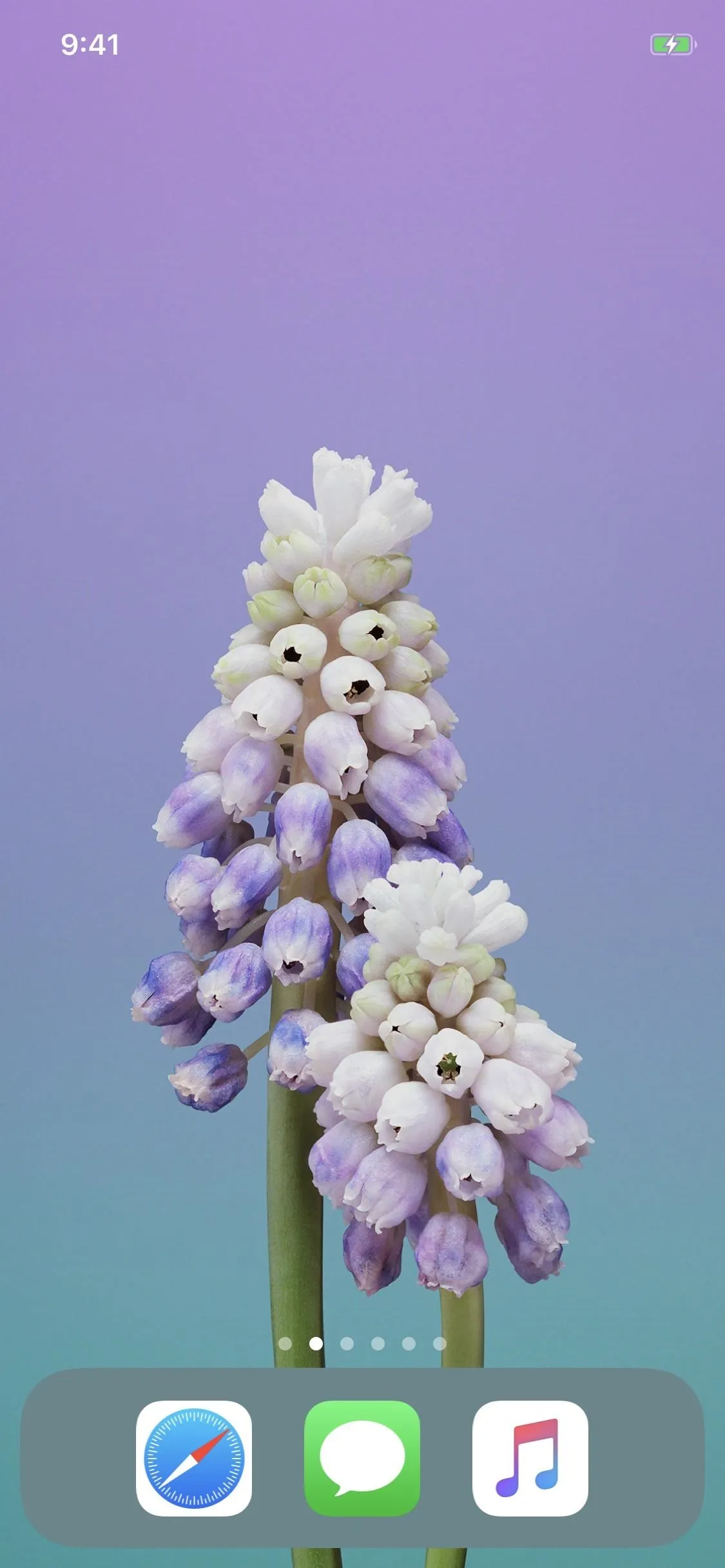 Flowering plant with pale purple and white blooms against a gradient background.