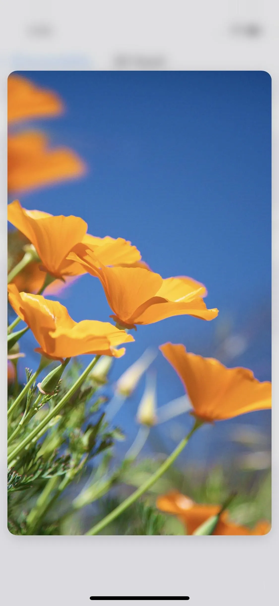 Vibrant orange flowers against a clear blue sky.