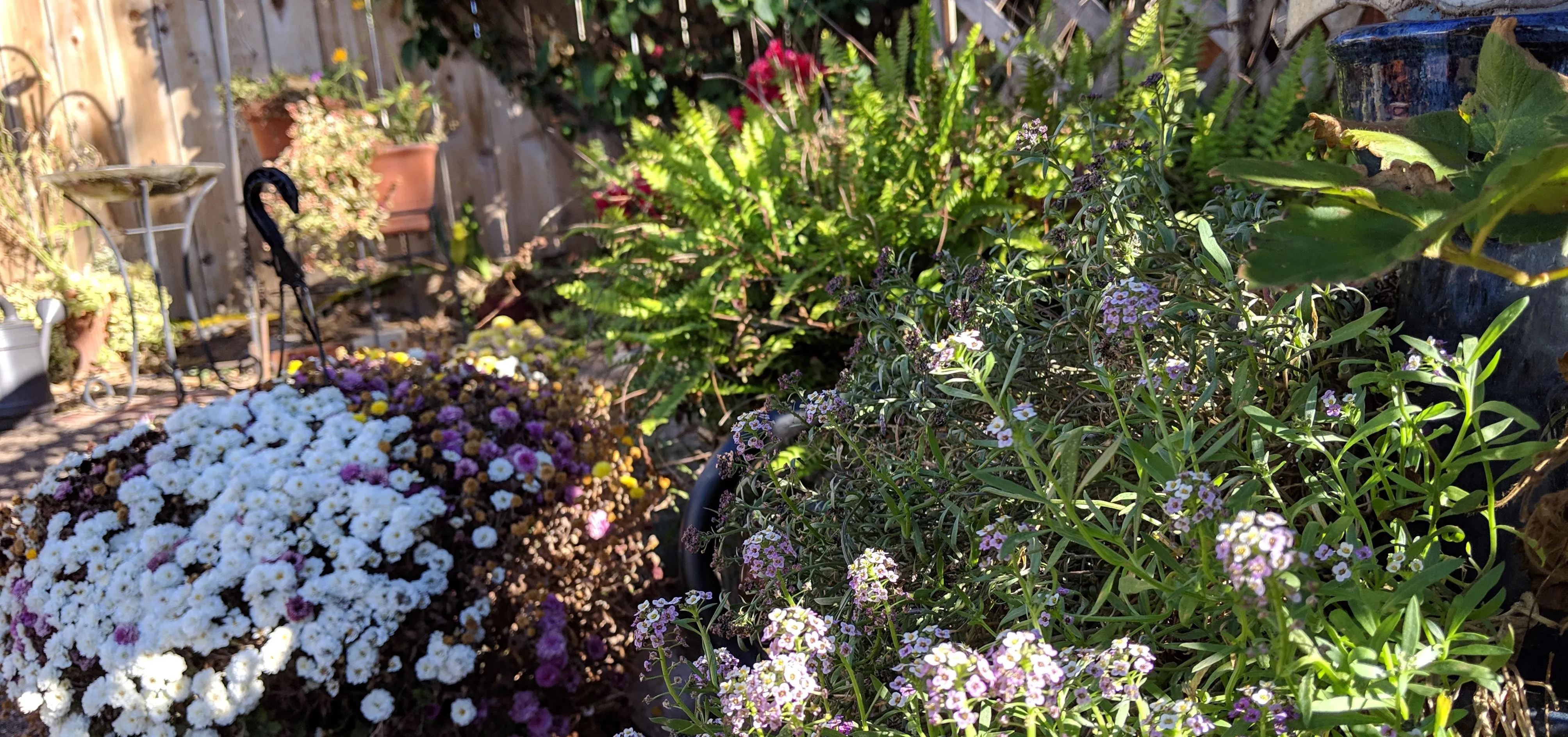 Colorful garden flowers in full bloom.