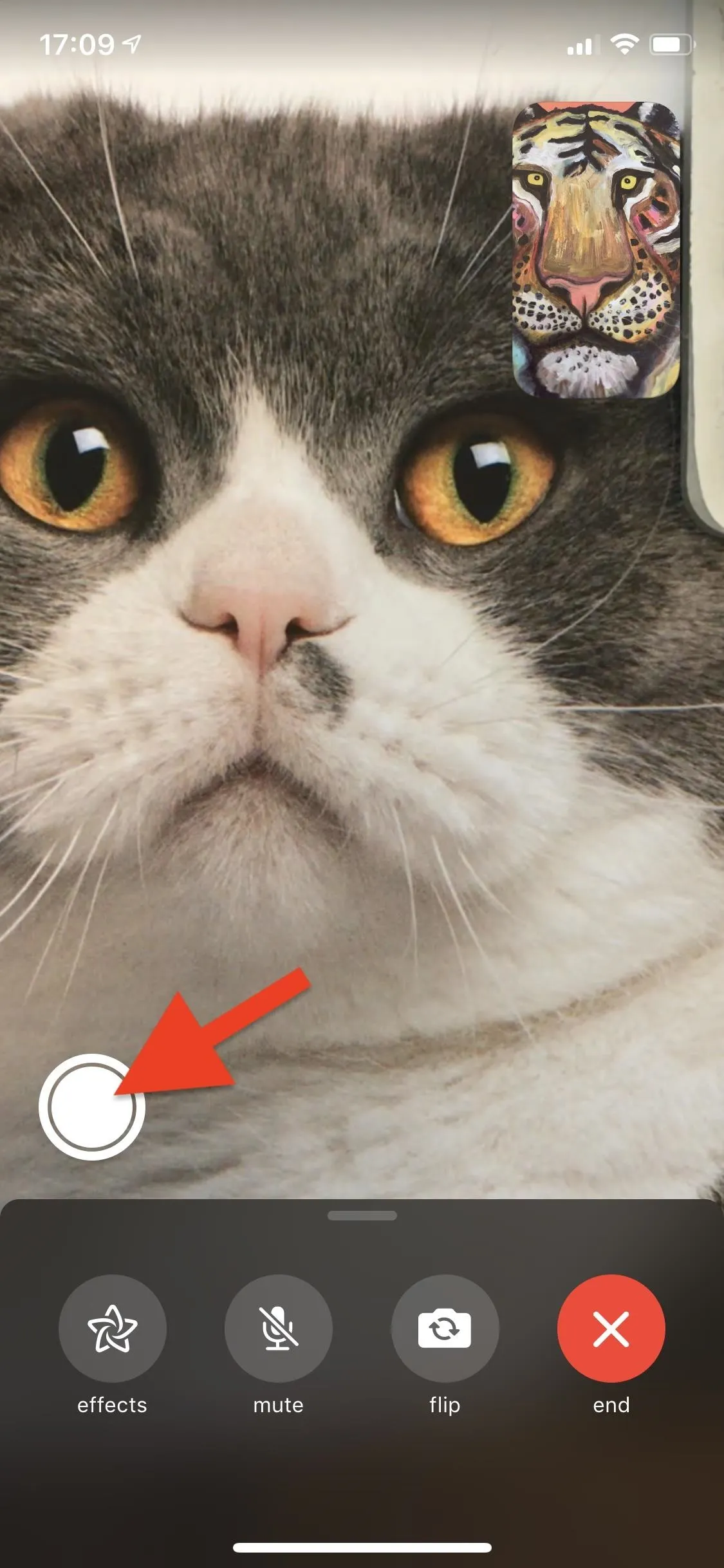 Close-up of a cat's face during a video call.