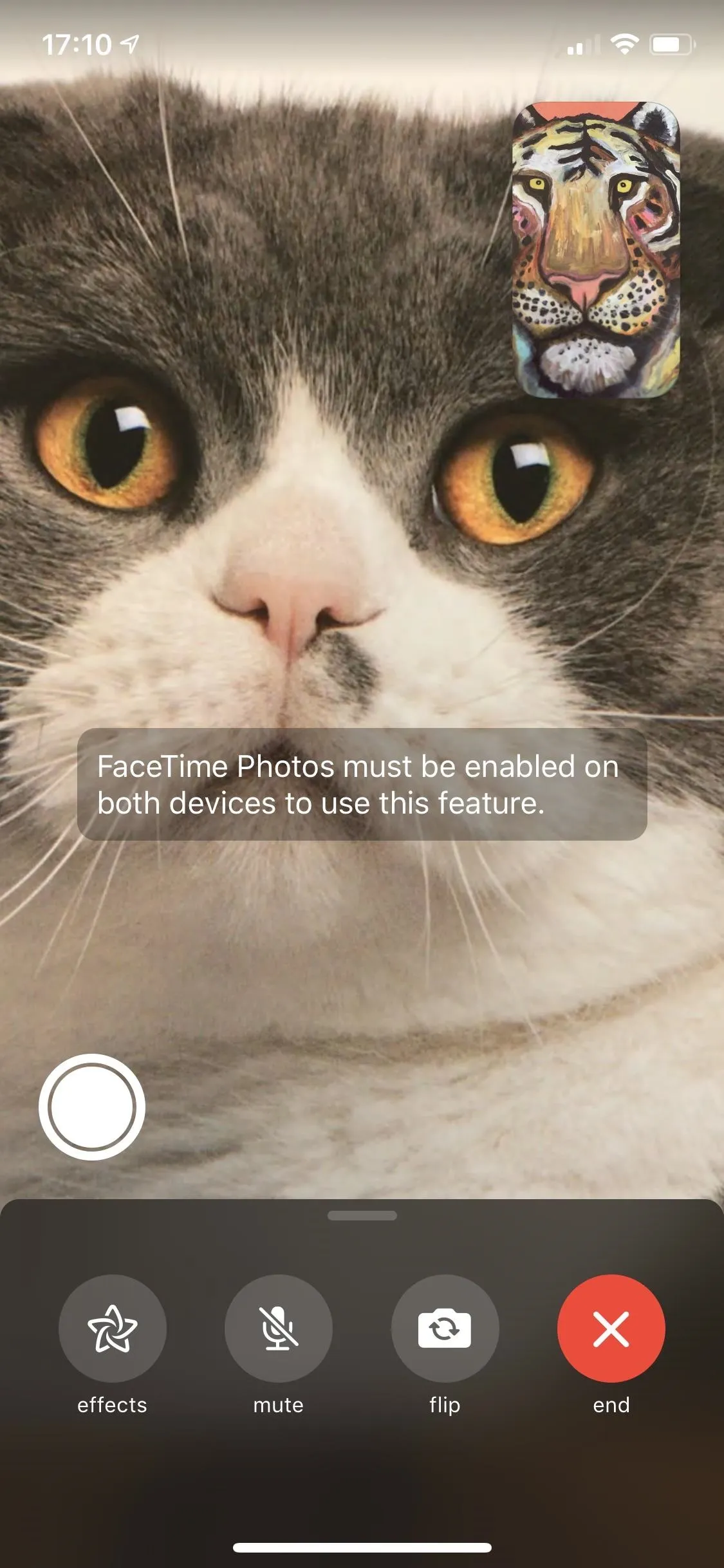 Close-up of a gray and white cat with expressive eyes.