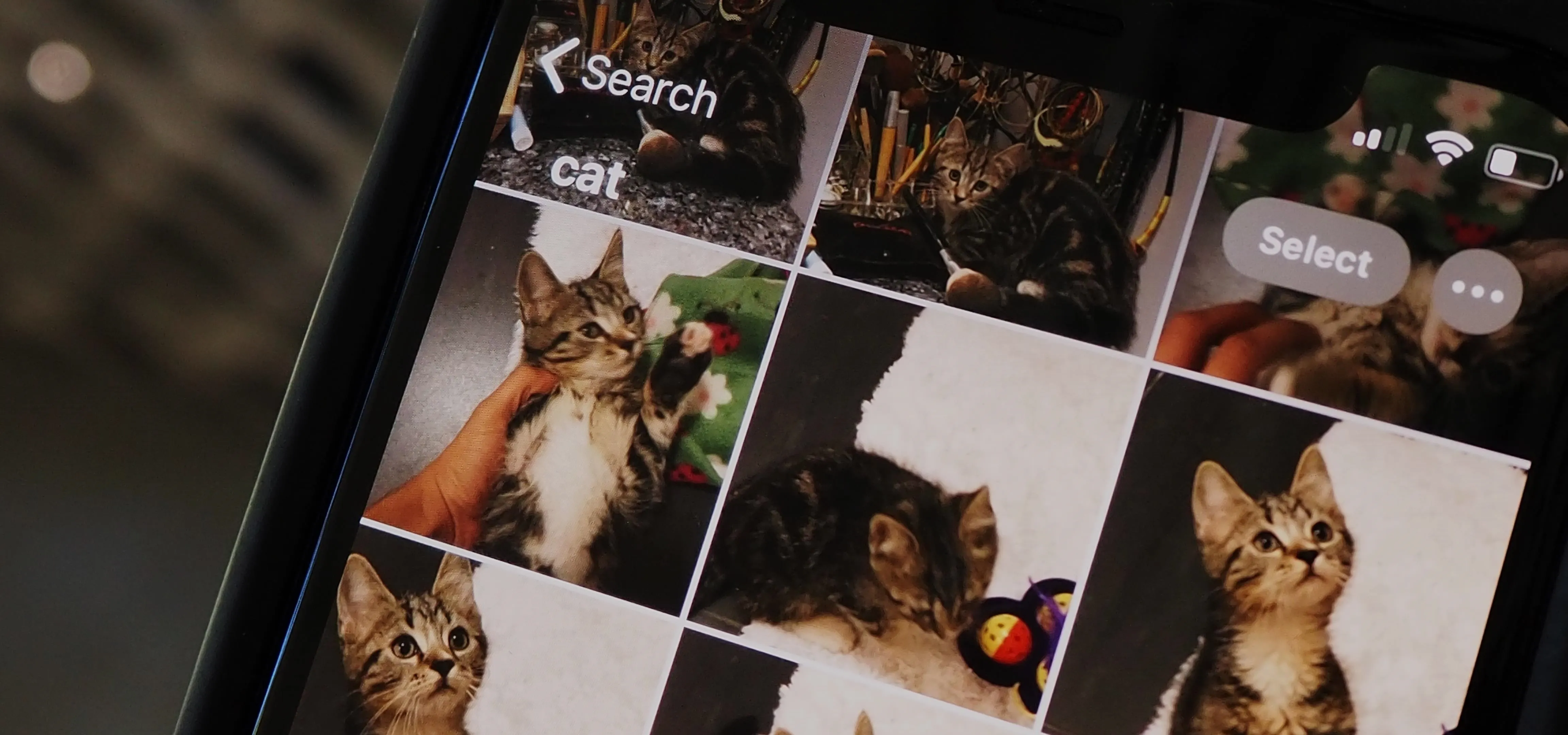 Collage of cat photos displayed on a mobile device screen.