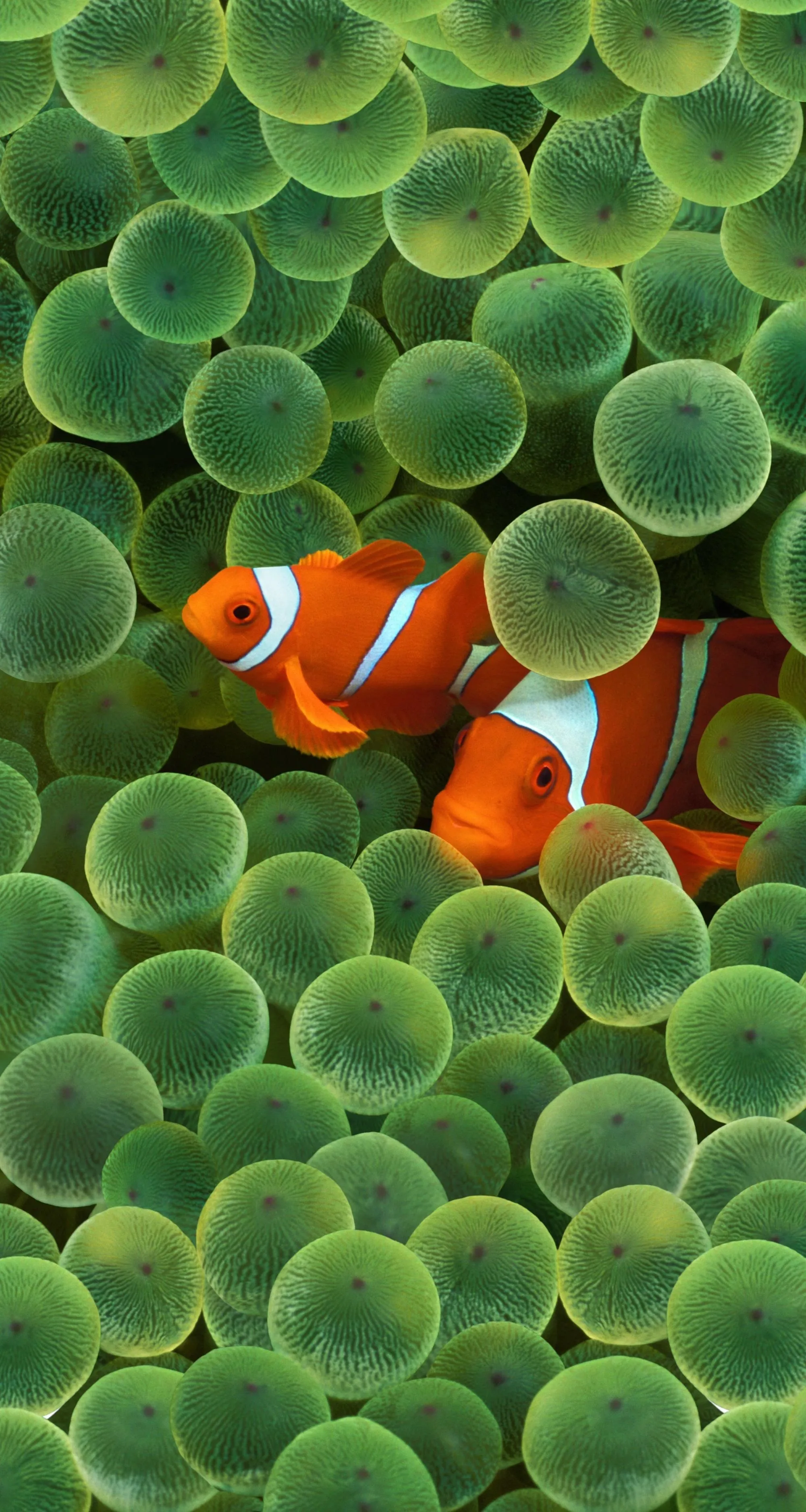 Clownfish swimming among green sea anemone polyps.