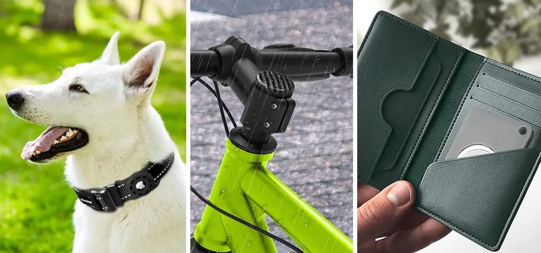 Dog in a green outdoor setting, close-up of a bike handlebar, and a hand holding a green wallet.