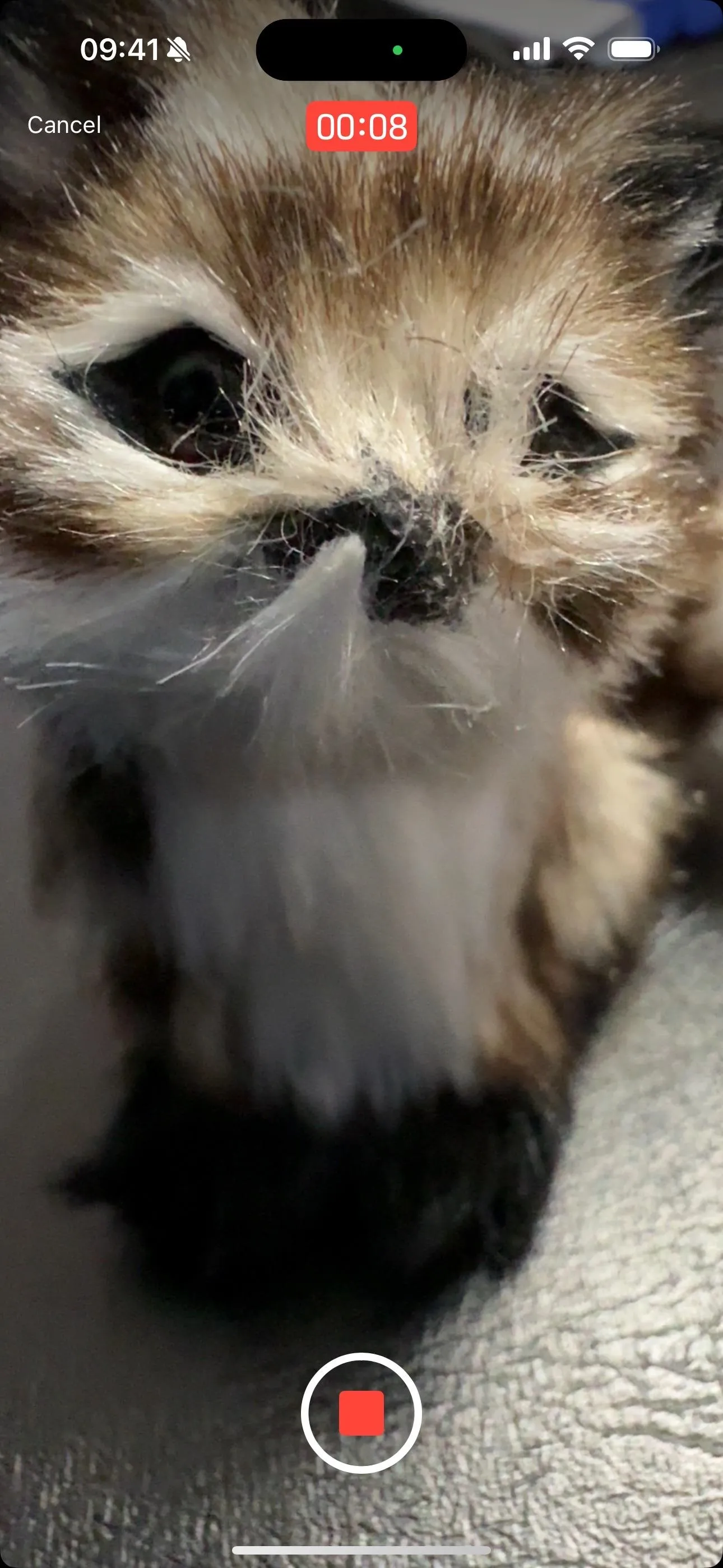 A close-up of a fluffy kitten's face.