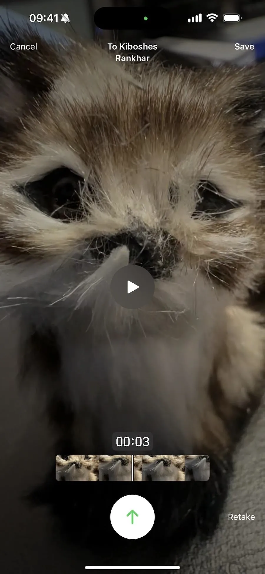 Cute close-up of a fluffy cat's face.