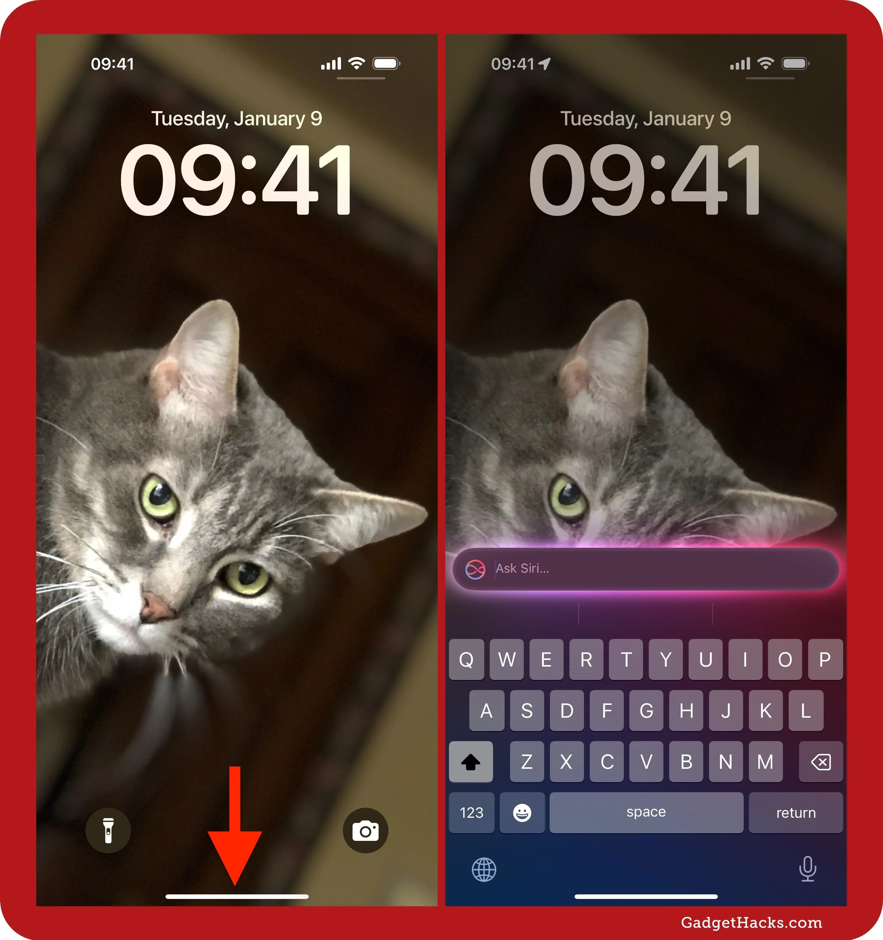 Cat peeking at a phone screen displaying the time and a search bar.