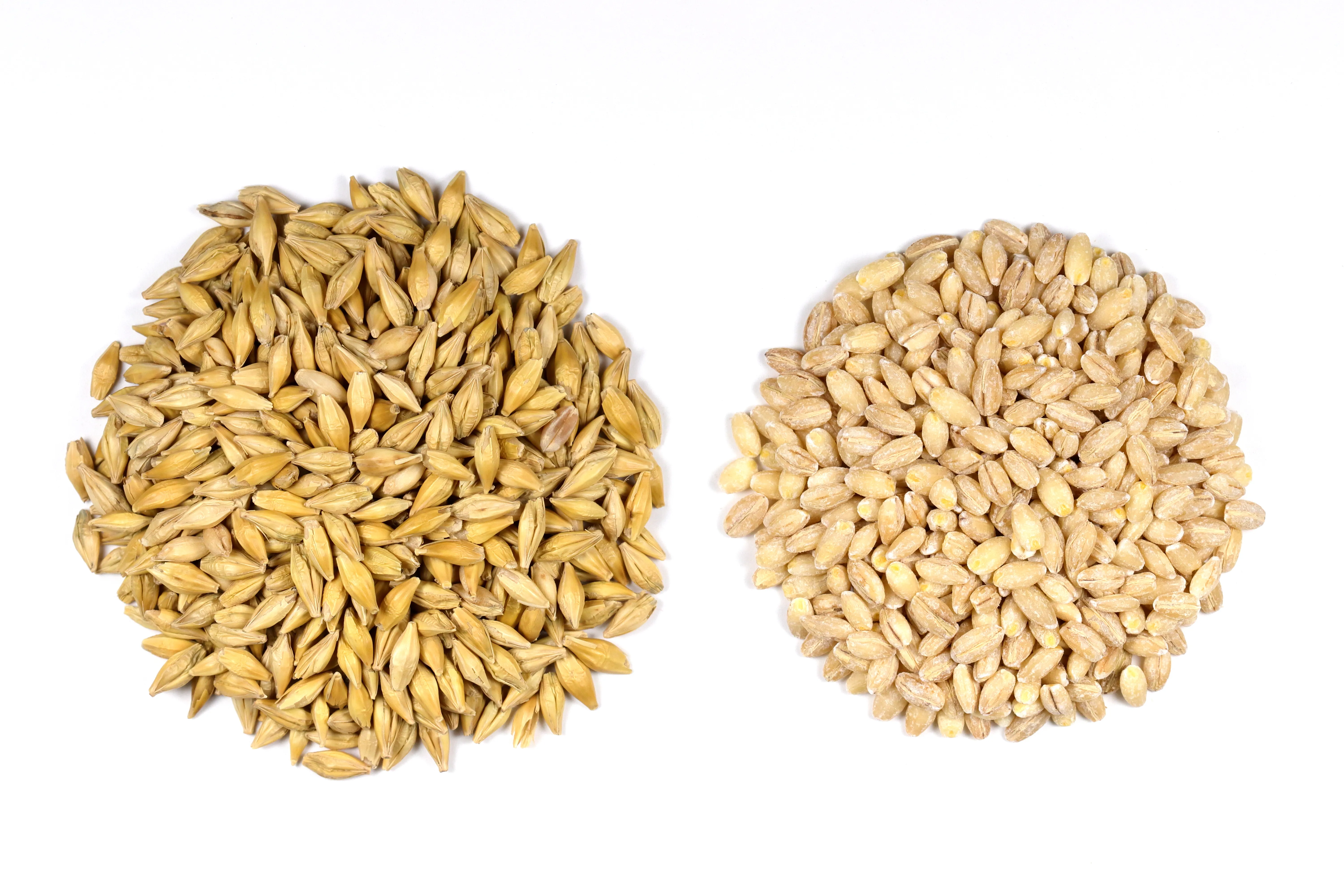 null Light brown barley seeds with husk (left) compared to dark brown barley with husk removed (right).