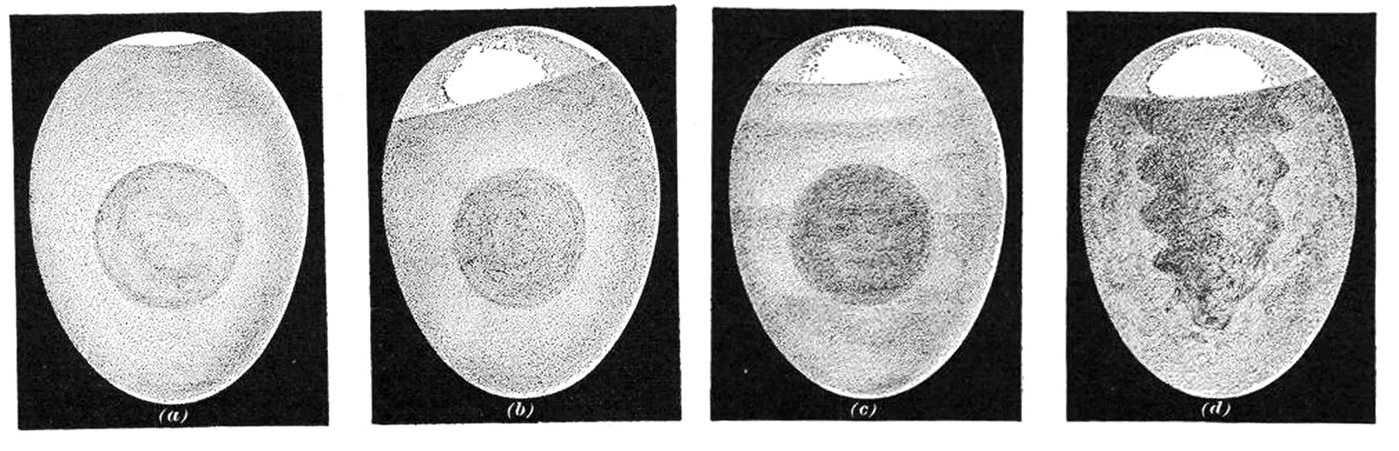 null Side-by-side candling comparison of four eggs—fresh (bright, clear interior), aging (larger air cell, slightly darker yolk), spoiling (dark blotches), and rotten (uniformly dark contents).