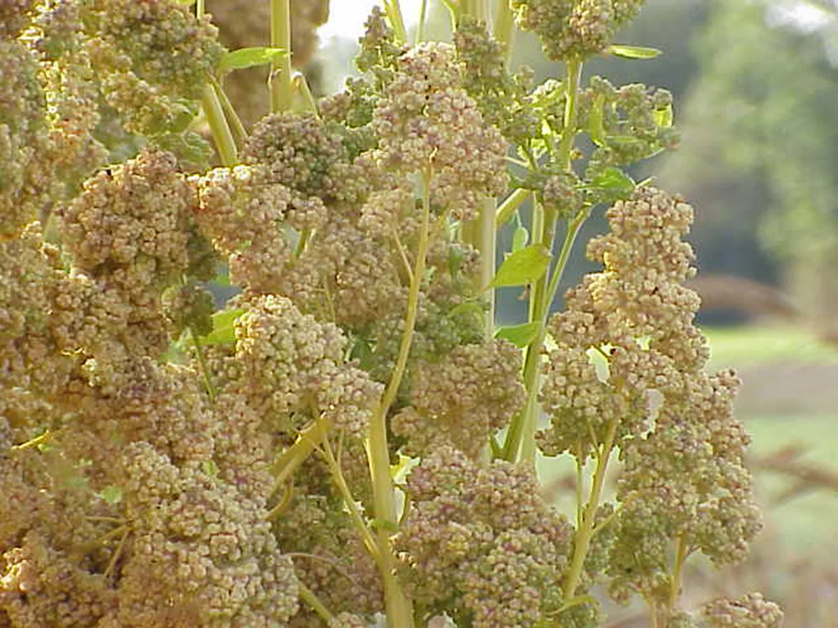 null Quinoa plant with clusters of mature seed heads.