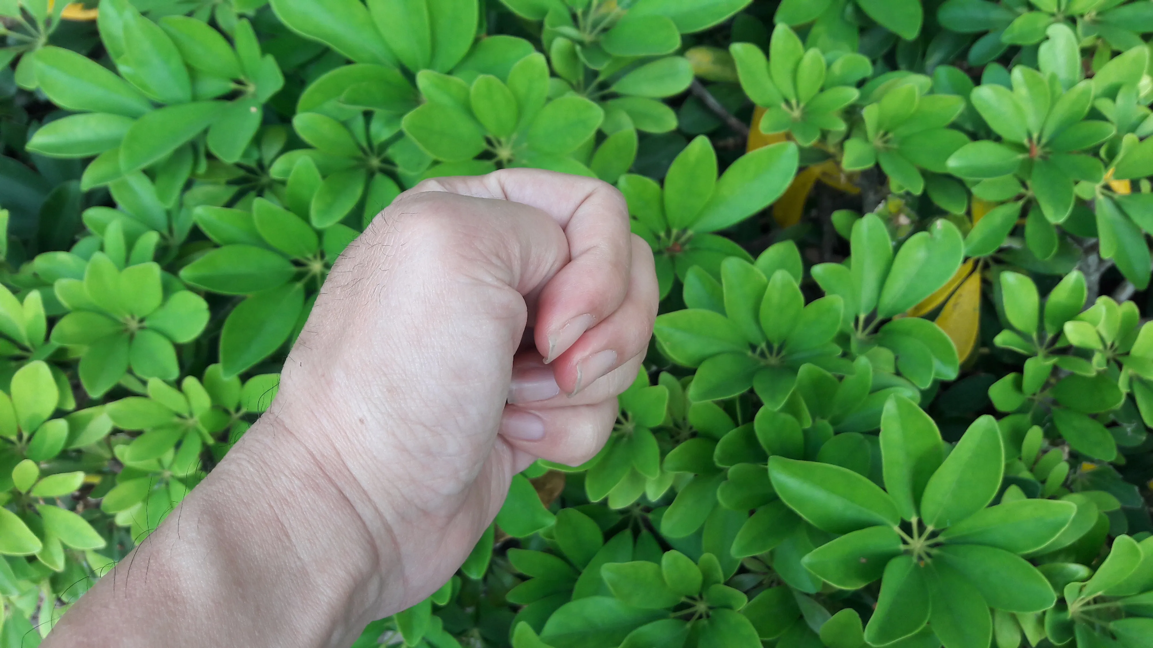 Man's left-hand made into a fist with his thumb inside, with a background of green foliage.