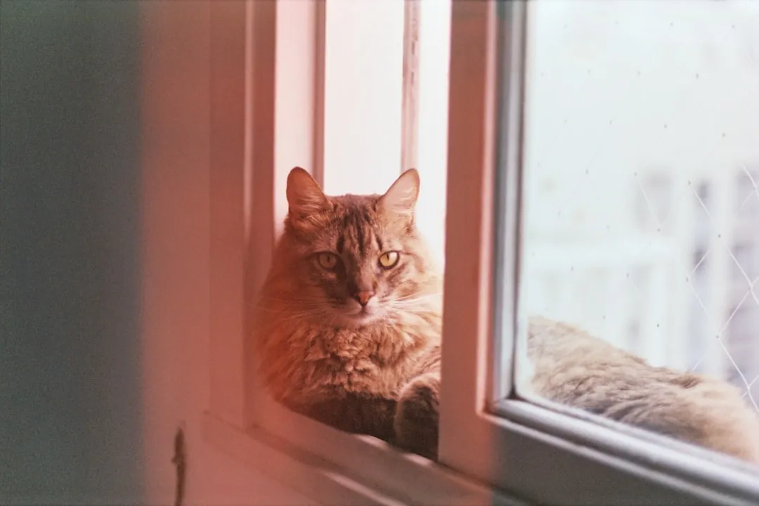 photo-1556903771-e35e967c0a91