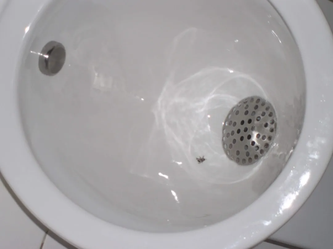 "How to Deal with bed bugs in college" cover image