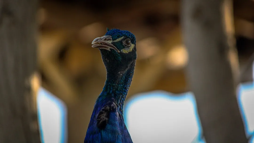 Spotify's Artist Release Approval Feature Explained: Control, Risks ...