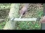 Person using a tool to measure or mark a tree trunk in a forest.