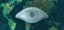 Digital illustration of an eye overlaying a world map, symbolizing global vision or oversight.
